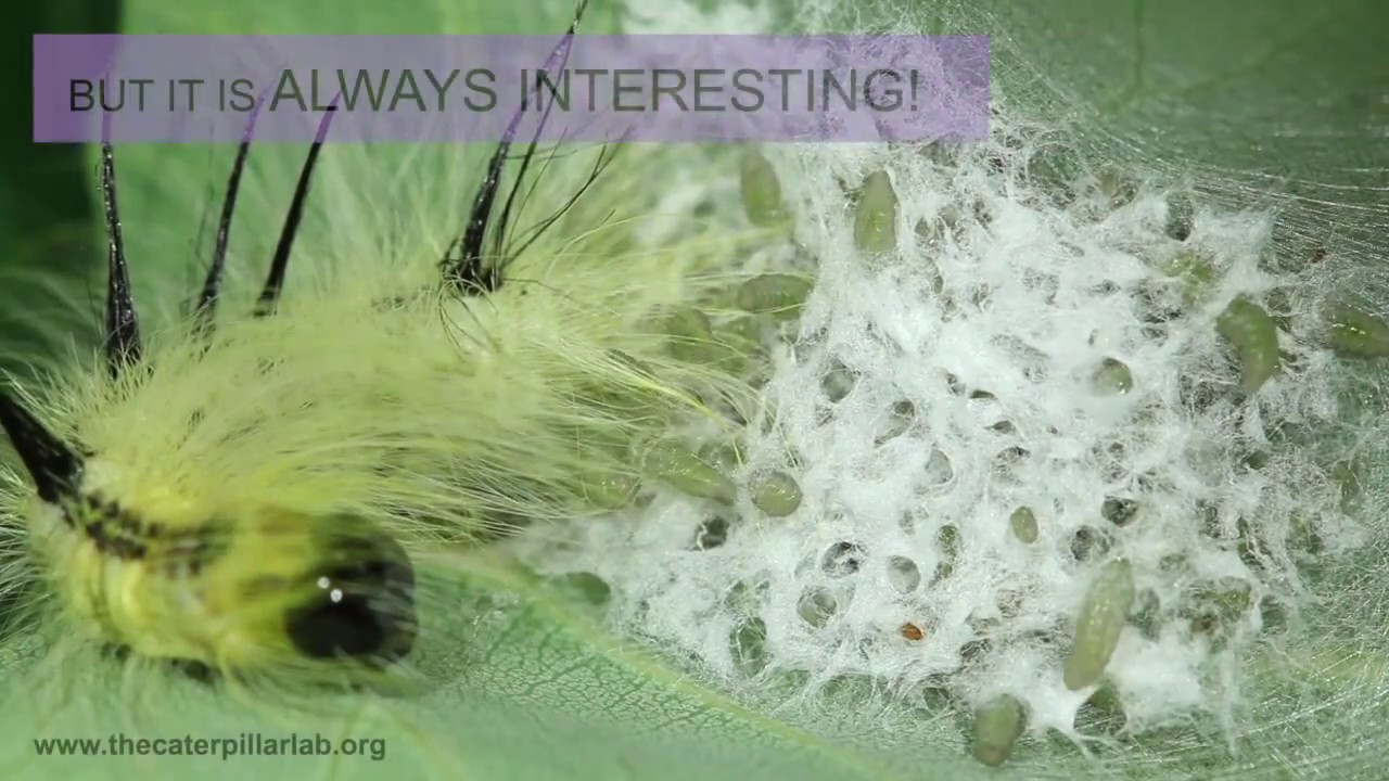 A PARASITOID EPIC