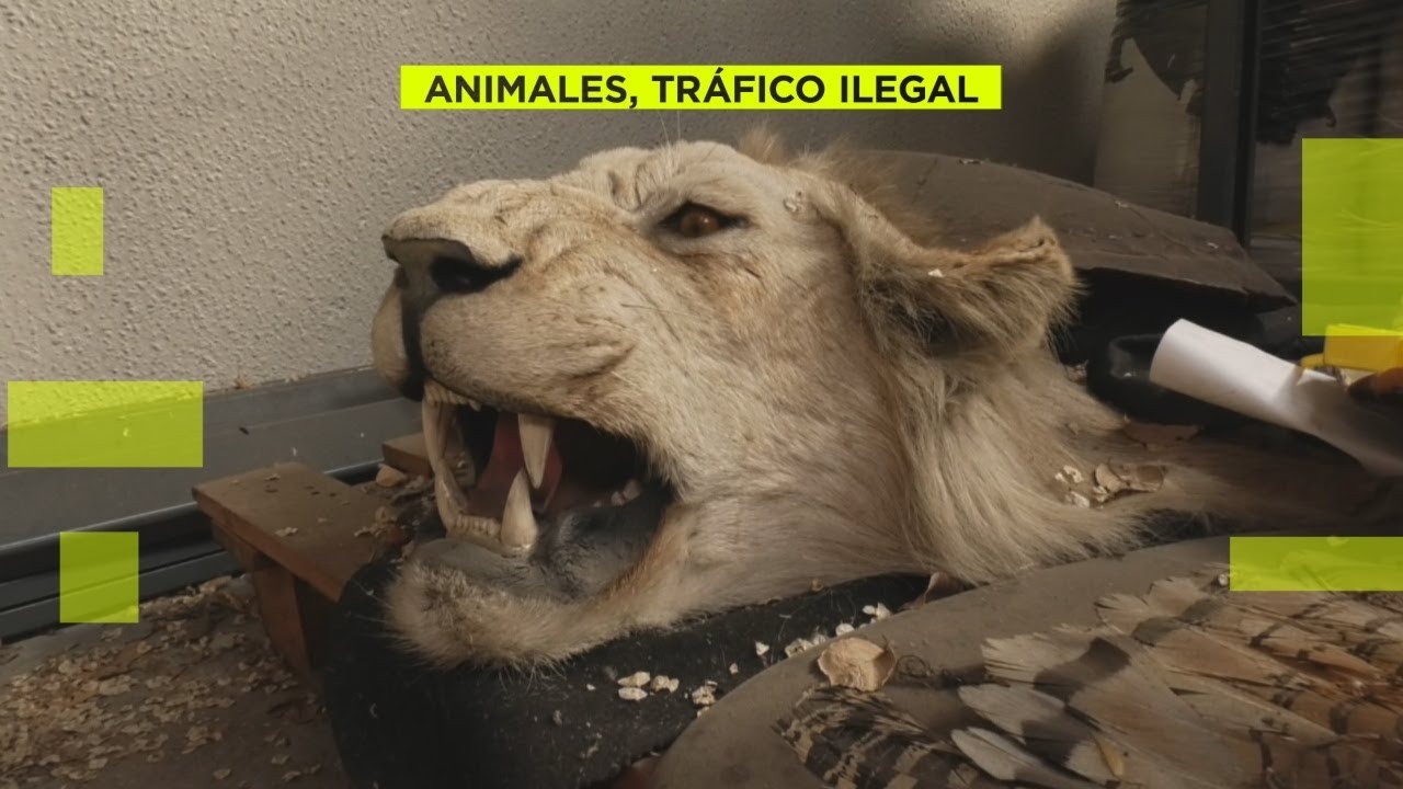 Nos adentramos en el almacén de animales incautados de Barajas