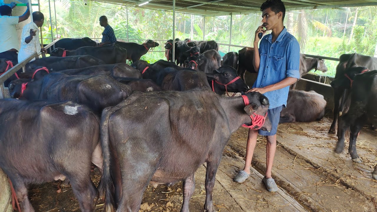 കേരളത്തിലെ ഏറ്റവും പ്രായം കുറഞ്ഞ പോത്ത് കച്ചവടക്കാരൻ|Murrah Buffalo Farming