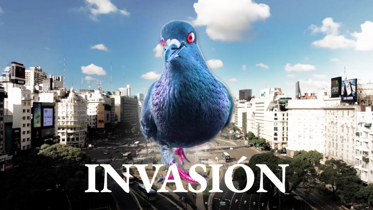 Por qu&eacute; tu ciudad est&aacute; llena de palomas