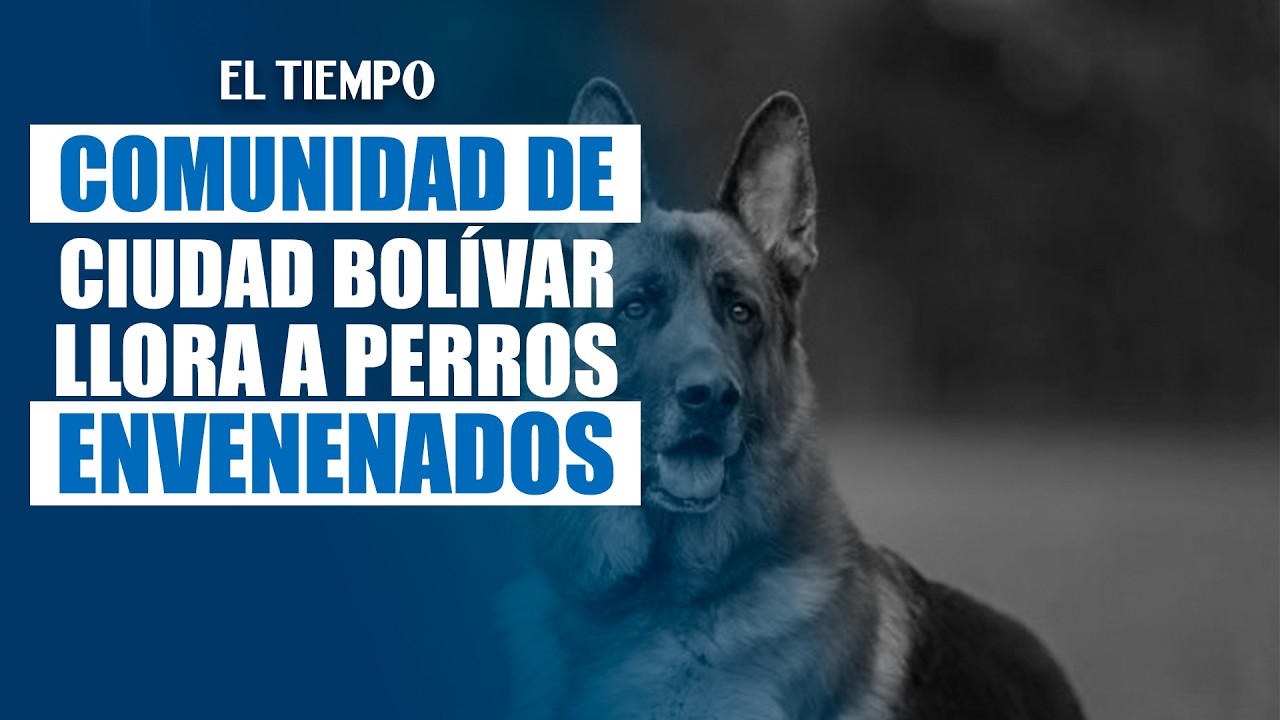 Dolor en Ciudad Bolívar: comunidad educativa despide a perritos envenenados | EL TIEMPO