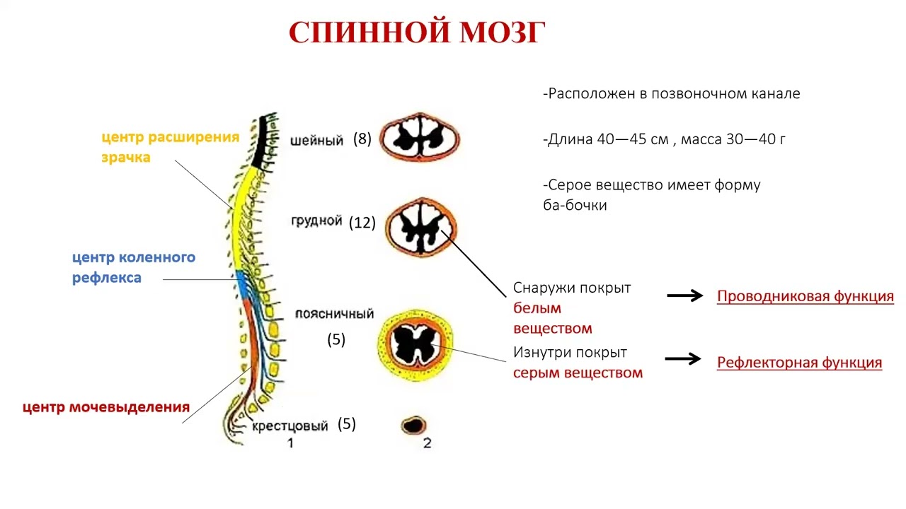Нервная система