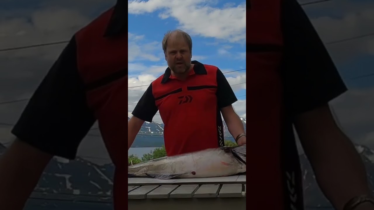 Coalfish Filleting/ Sei filitering