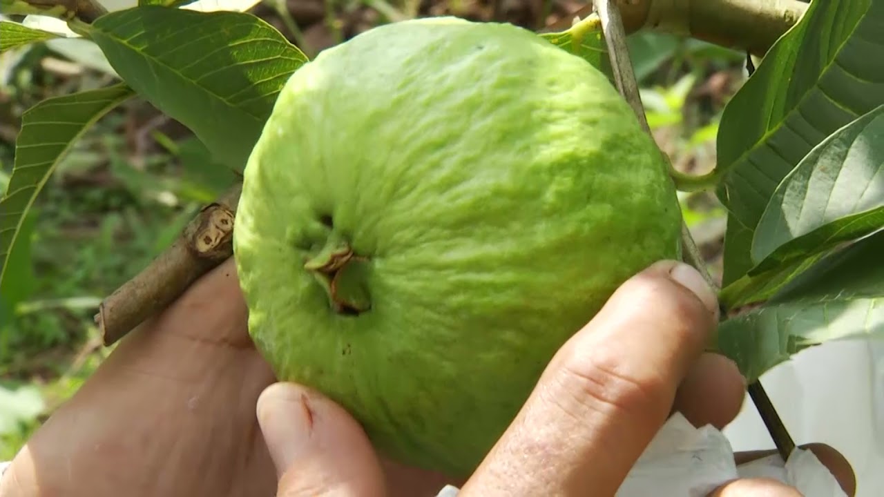Hechos del Agro - El productor de guayaba orgánica y cultivo de licha