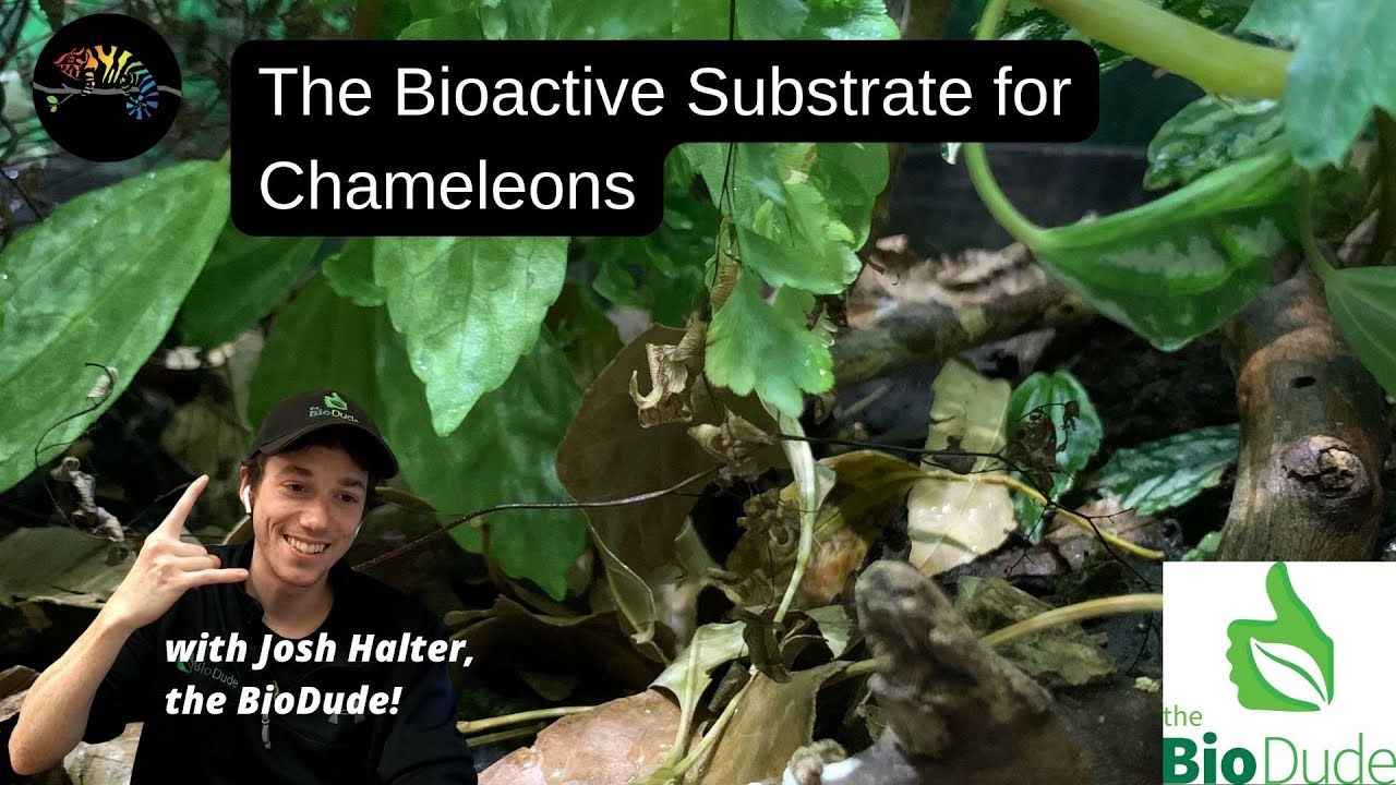 Bioactive Substrate for Chameleons with the BioDude!