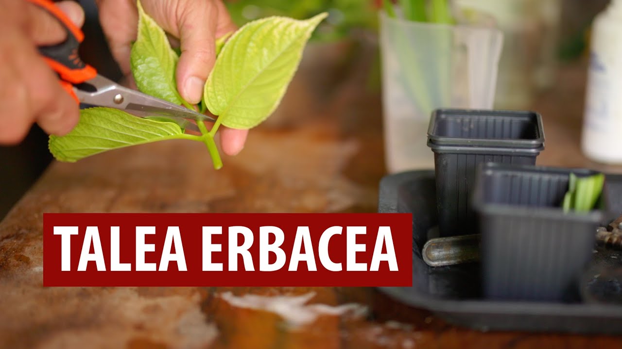 COME FARE UNA TALEA – Parte 1 – Talea erbacea
