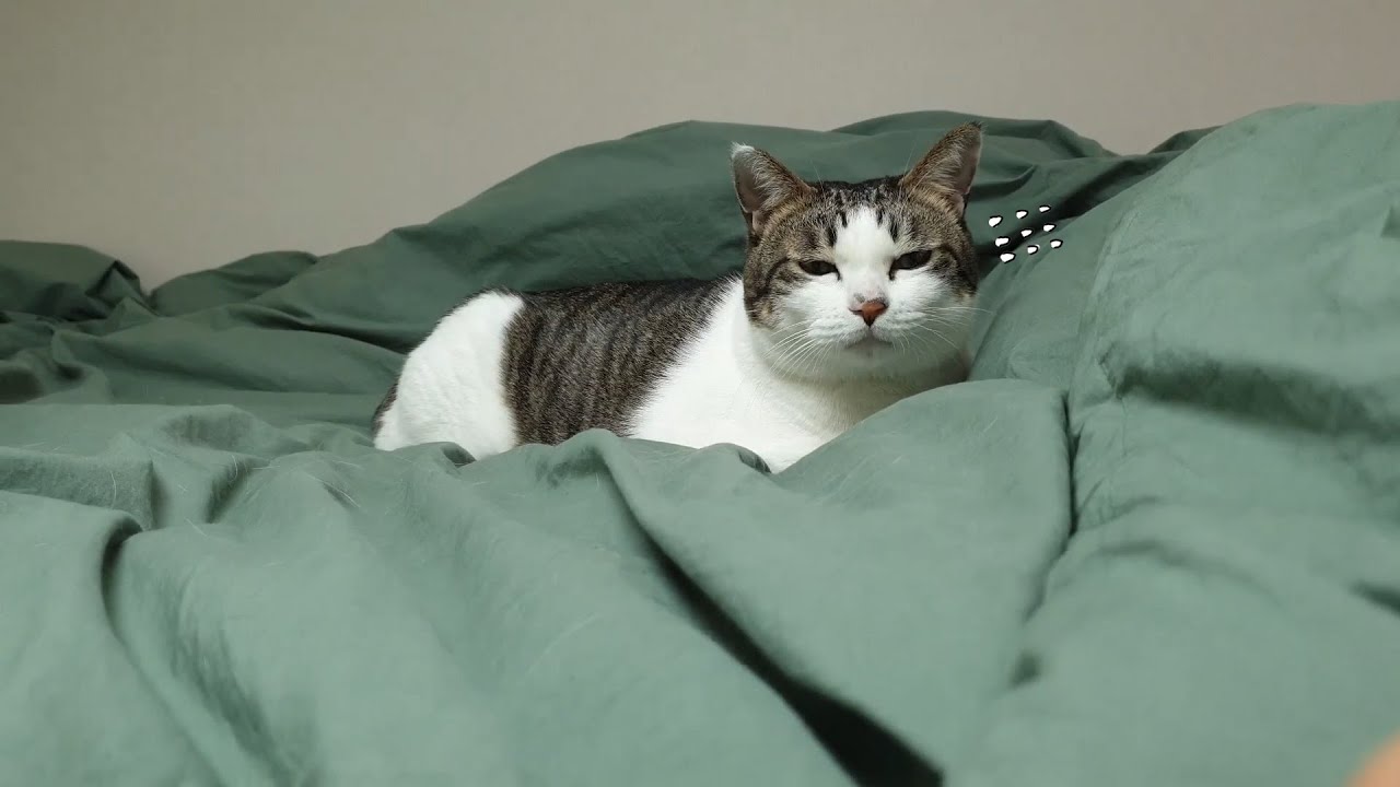 잠만 자는 고양이 단번에 깨우는 방법입니다