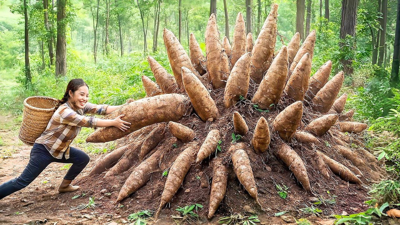How to Harvest Giant Cassava & Make Cassava Cake with Sweet Mung Bean Filling to Sell at the Market