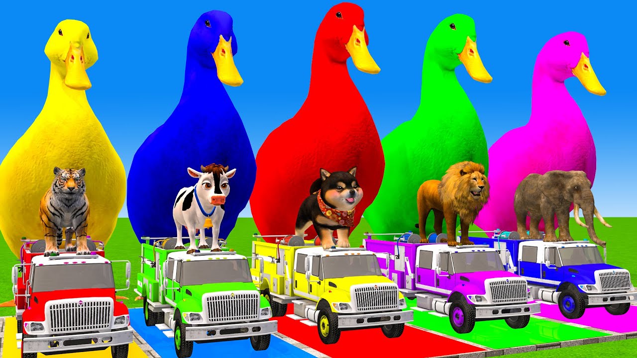 5 Giant Duck Cartoon,Cow,Elephant,Tiger,Lion,Dinosaur,Paint Wild Animals Crossing Fountain Animation