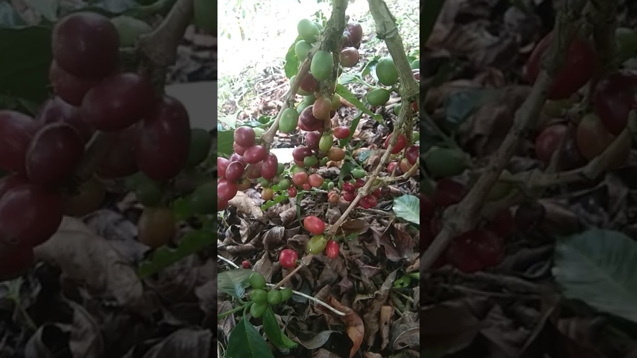 kopi ateng dah