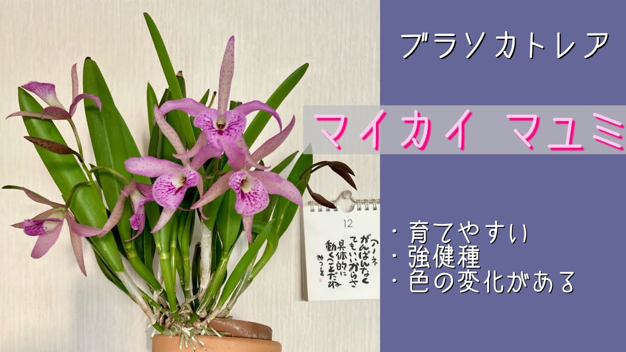2024年12月3日　ブラソカトレア属　マイカイ“マユミ”　ほったらかしでも毎年咲く強健種のカトレア　大株は1本のバルブから5~7輪の花🌸　育て方で色の変化がある