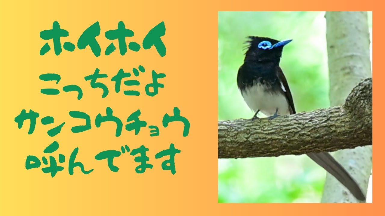 サンコウチョウと熱く長い夏の始まる予感です