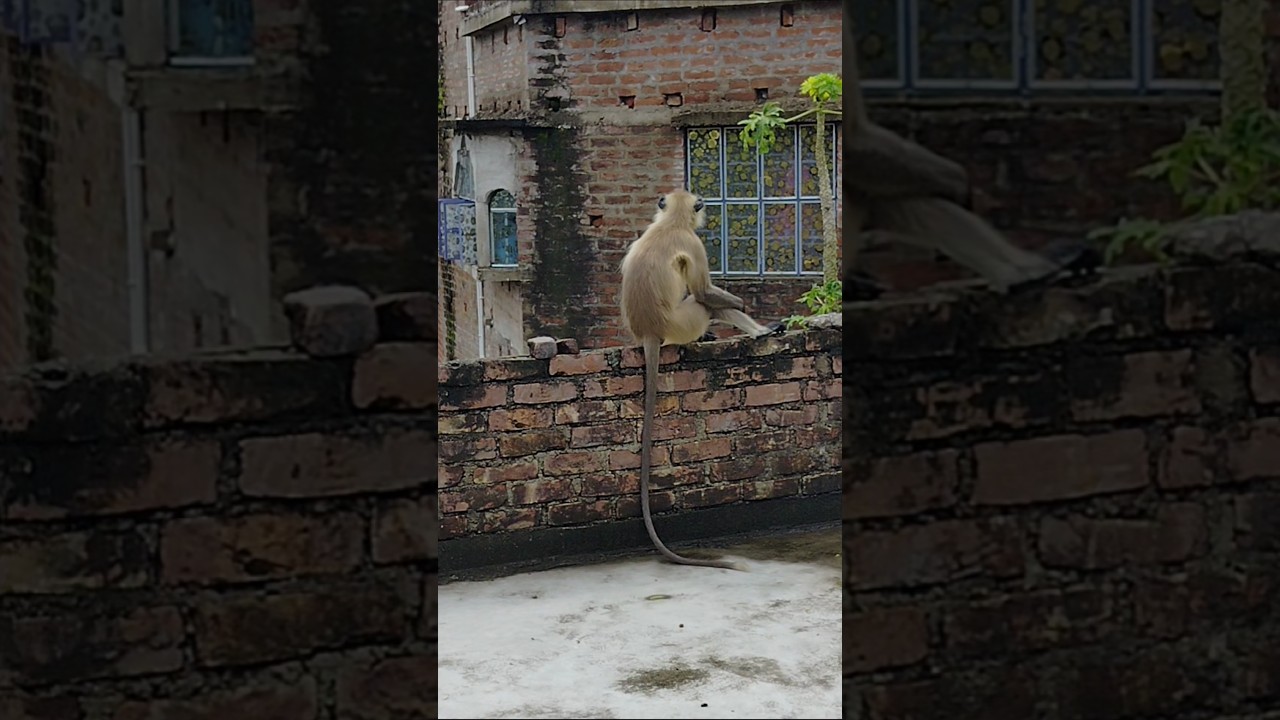 hanuman 🙏 #shorts #shortvideos #trending #viral #hanuman #hanumanji #honu #monkey #language #village
