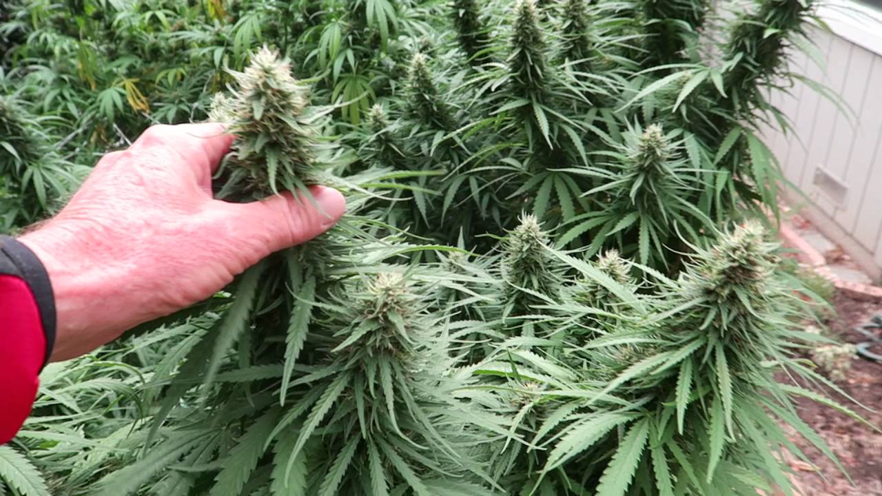 Is It Time to Harvest Outdoor Cannabis Crop? (Harvesting Cannabis Part 2)