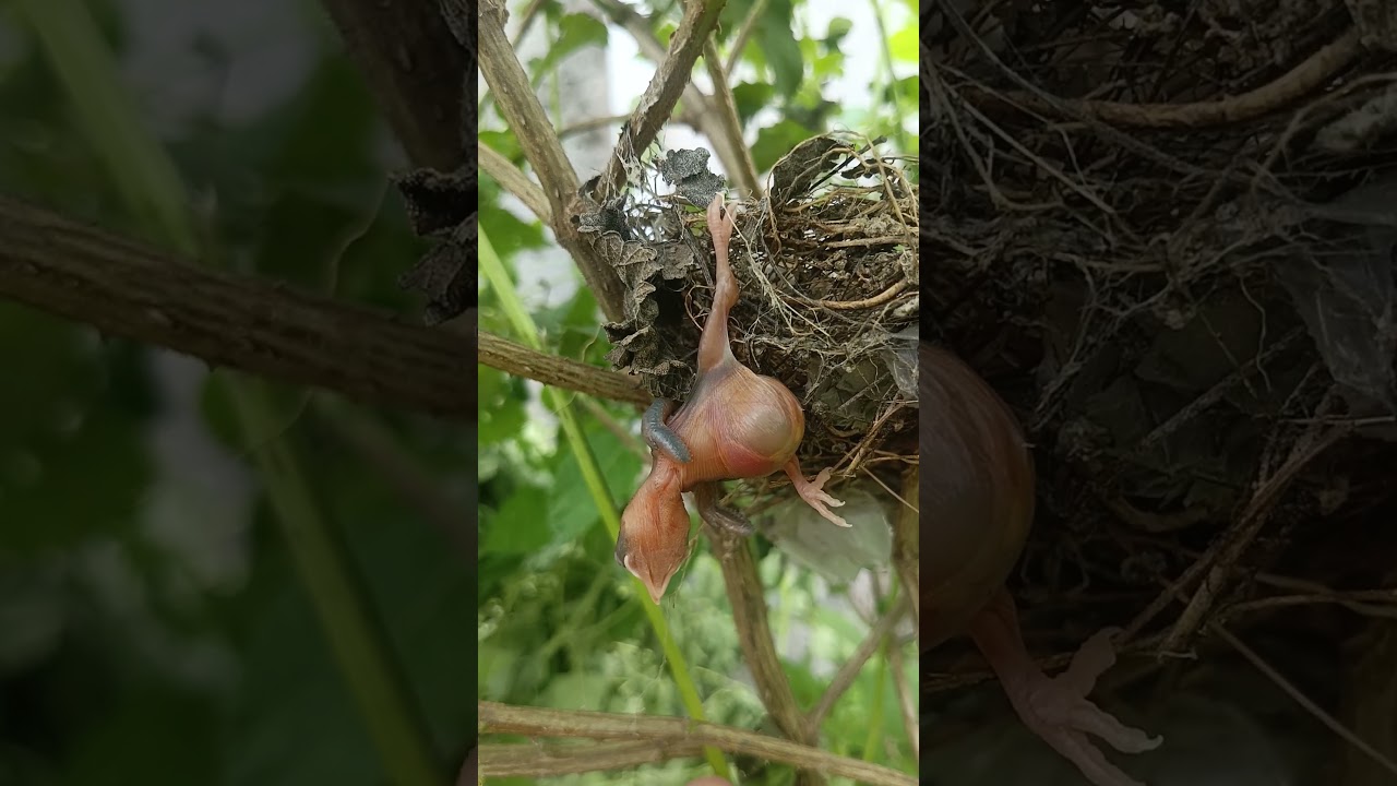 Bulbul bird baby is hanging on the outer edge of the nest #shorts #shortsvideo #shortsfeed #short