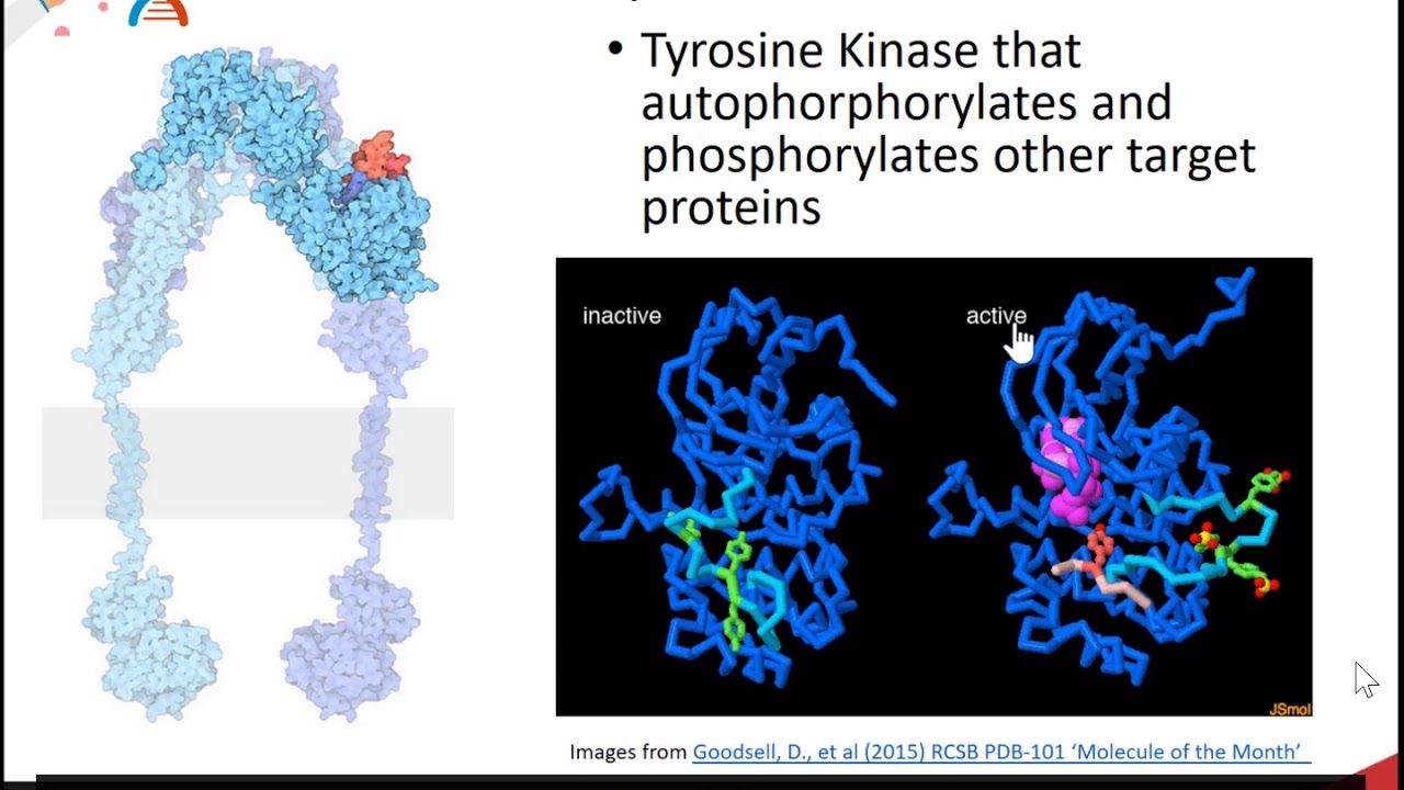 Glycogen Biosynthesis and Metabolism Part 1 of 5: Insulin Signaling