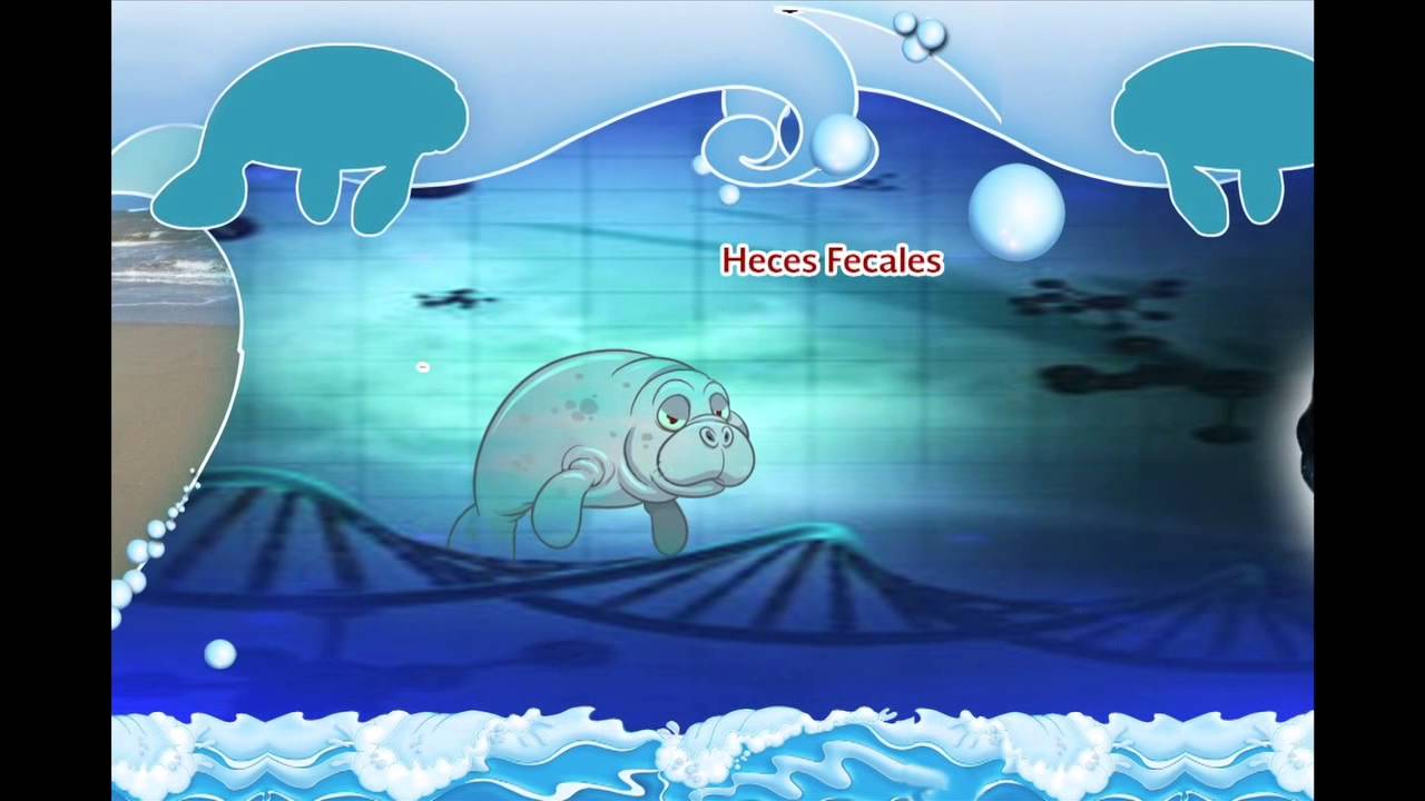 Manatíes del Acuario de Veracruz