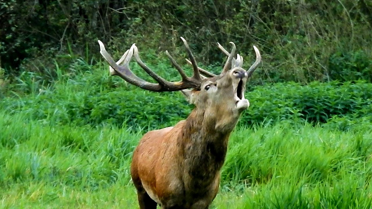 Rykowisko 2025r Przerykujące się dwa Kolosy.! 16-stak🦌 i 14-stak🦌