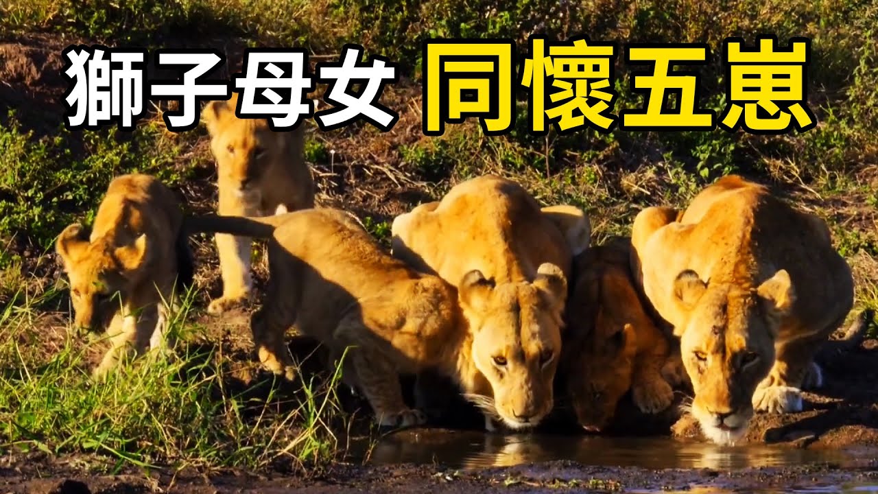 獅子母女齊懷孕，一共生下五隻幼崽，演繹跨代親情！ #nature #wildlife #animal