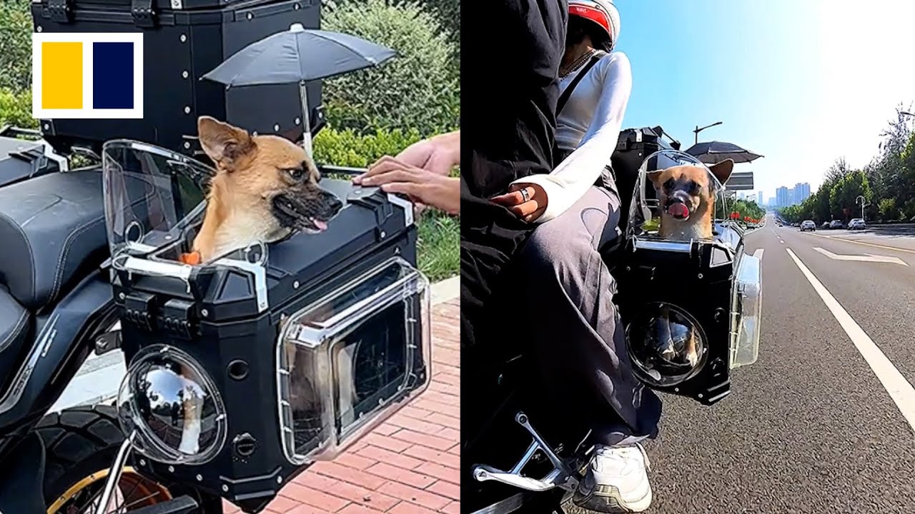 Man makes motorcycle seat for dog before road trip across China