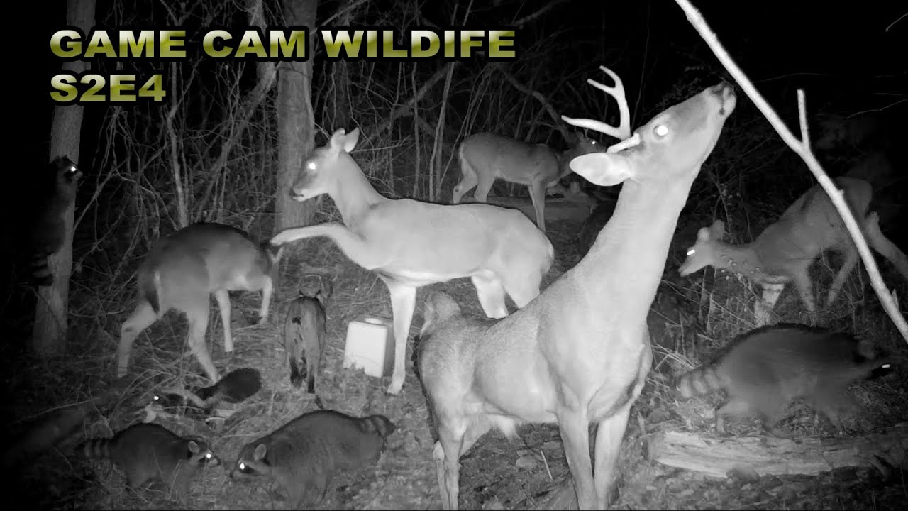 East Log wildlife compilation, before the Arctic Blizzard of 2021 S2E4 #gamecam #compilation