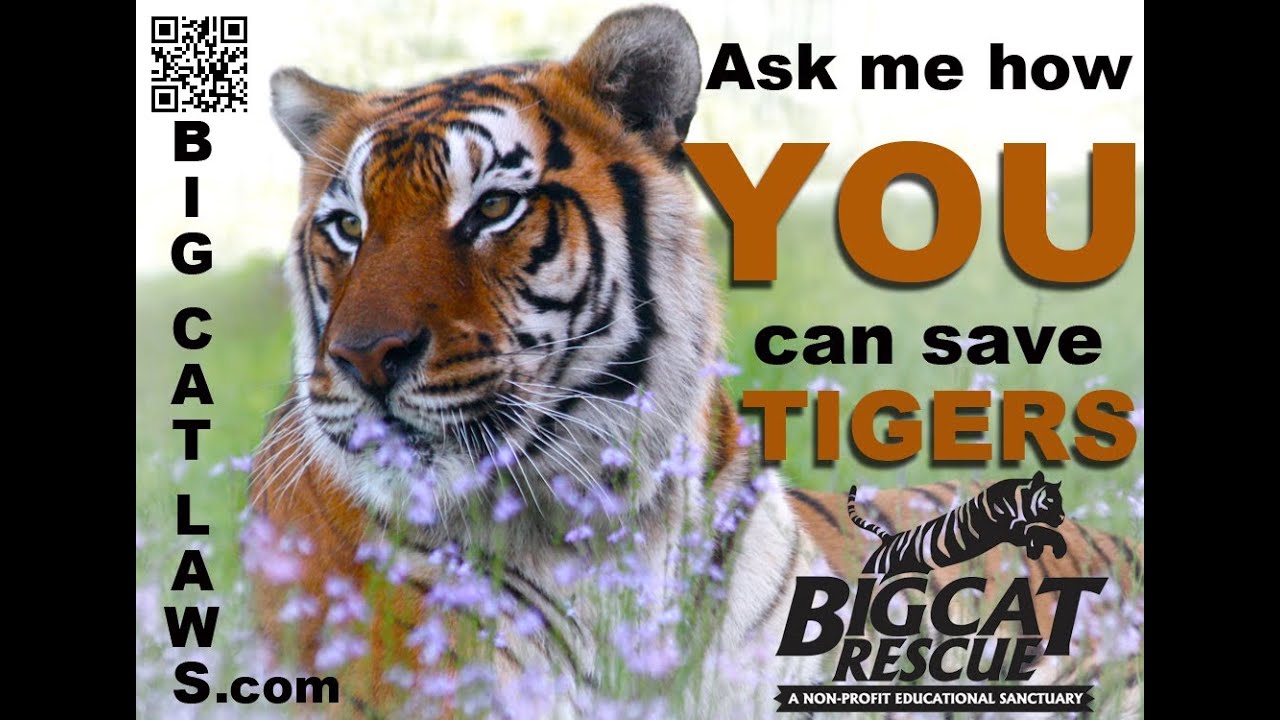 Animal Observation