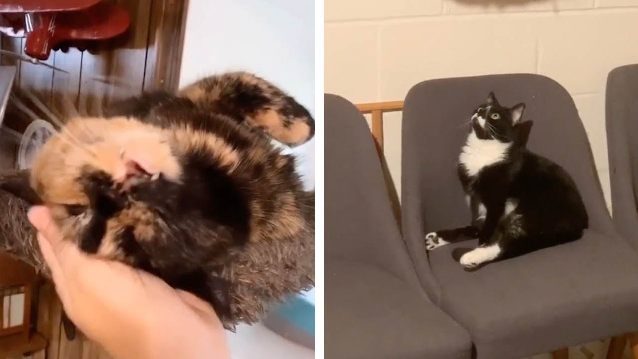Cat Looks Into Space After Breaking Into Catnip