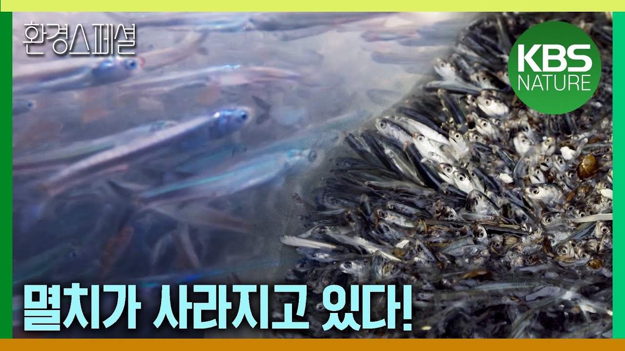 멸치가 사라지고 있다!   [2021-2022 UHD환경스페셜 12편 멸치가 아니올 리 없다] / KBS 20210415 방송