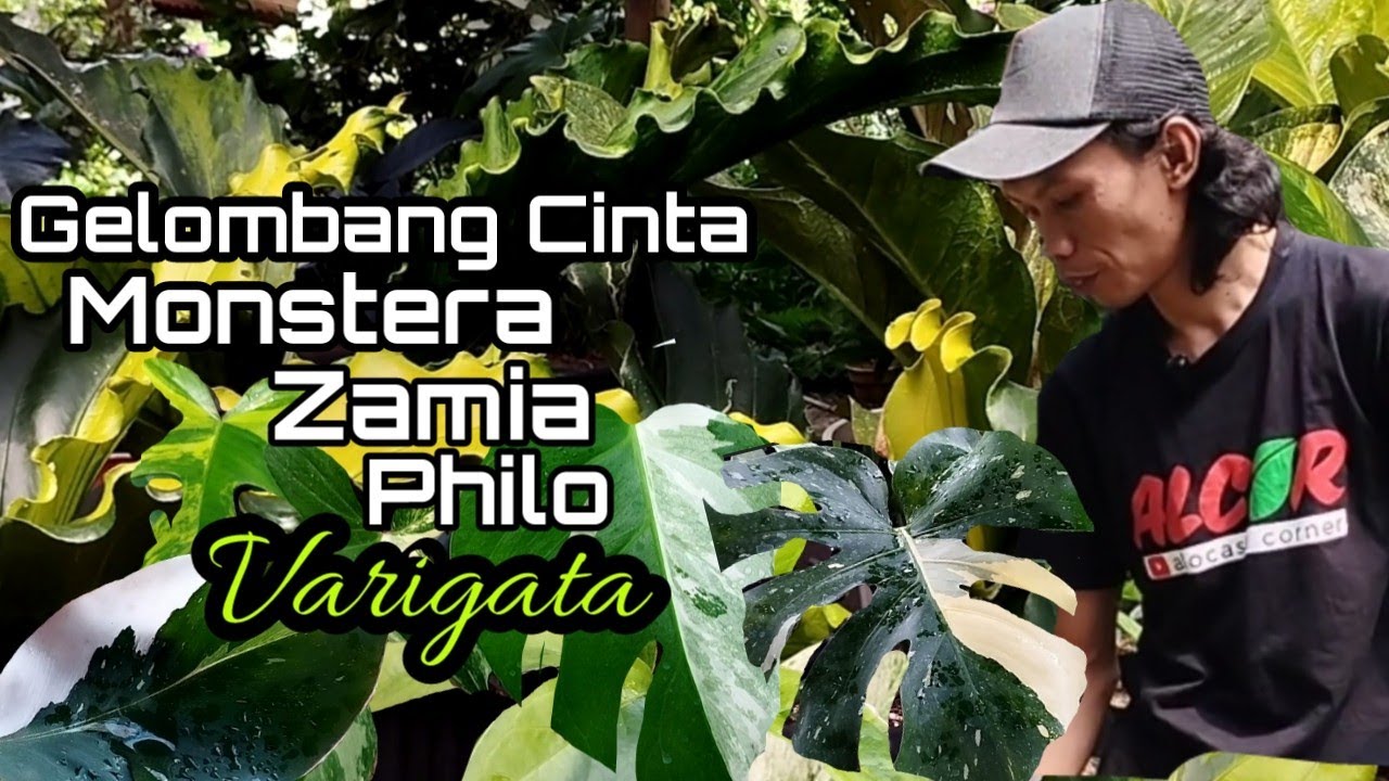 REVIEW HARGA mulai Anthurium Gelombang Cinta varigata sampai Monstera varigata di tempatnya om YOK