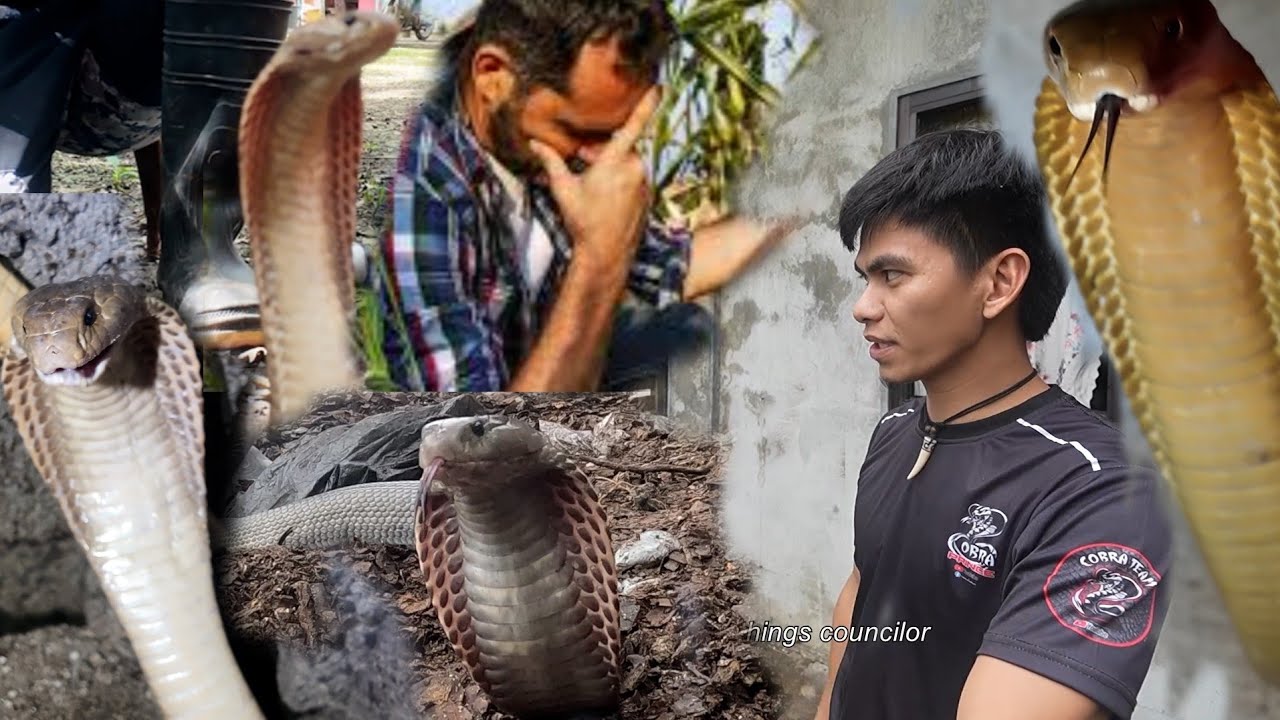 MGA COBRA SA FARM NG ITIK