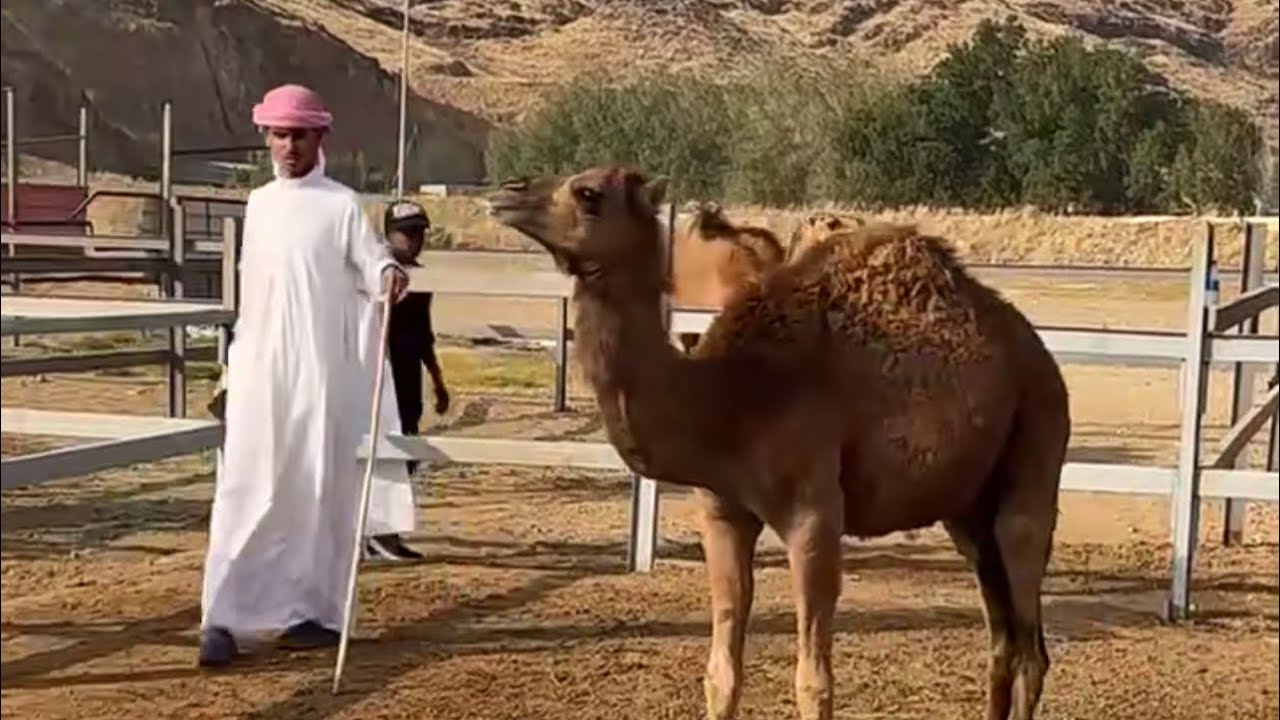 تغطيه سوق الجموم للإبل والحشو يوم السبت العصر ١٤٤٥/٨/١٤هـ
