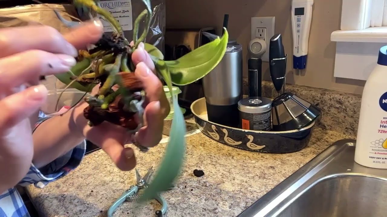 PRIDAY PHALAENOPSIS: EPISODE 4 : PHALAENOPSIS YOKO
