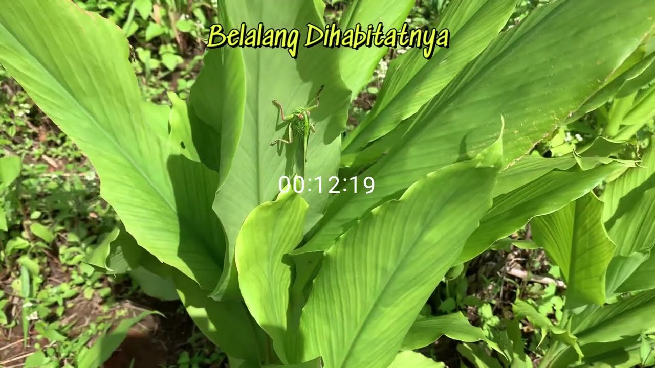 DINI KURNIA FT MUFLY KEY - SEWATES ANGEN, DIKELONI, LAYANG SUORO - FULL ALBUM BANYUWANGIAN 2026
