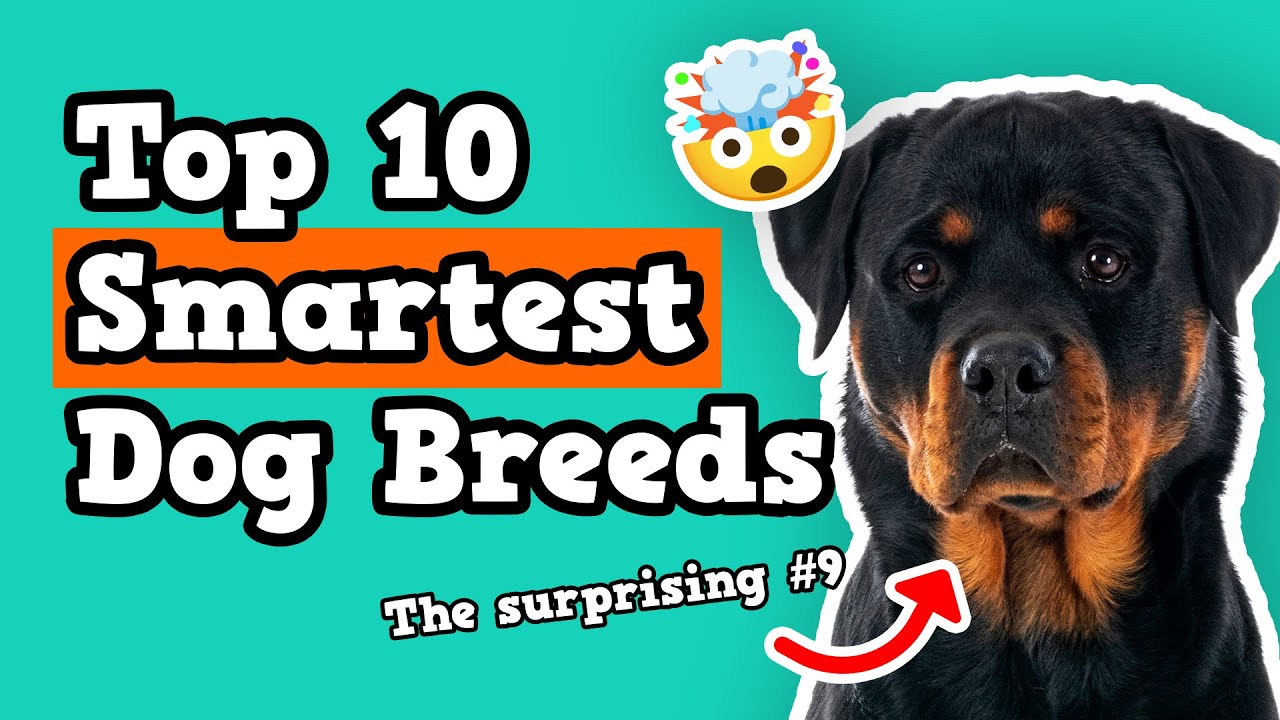 Top 10 Smartest Dog Breeds in The World 🤯 - The Most Intelligent Dogs