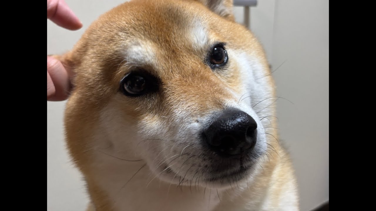 【LIVEアーカイブ】でか柴犬よもぎ🐕💨寒暖差に負けない夜のさんぽ