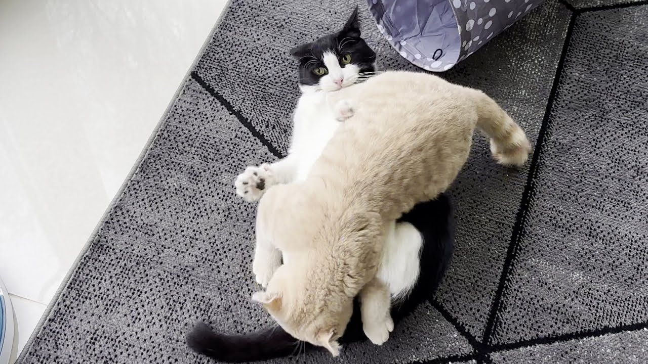 Kitten Vs Cat || When Kitten Energy and Age Clash