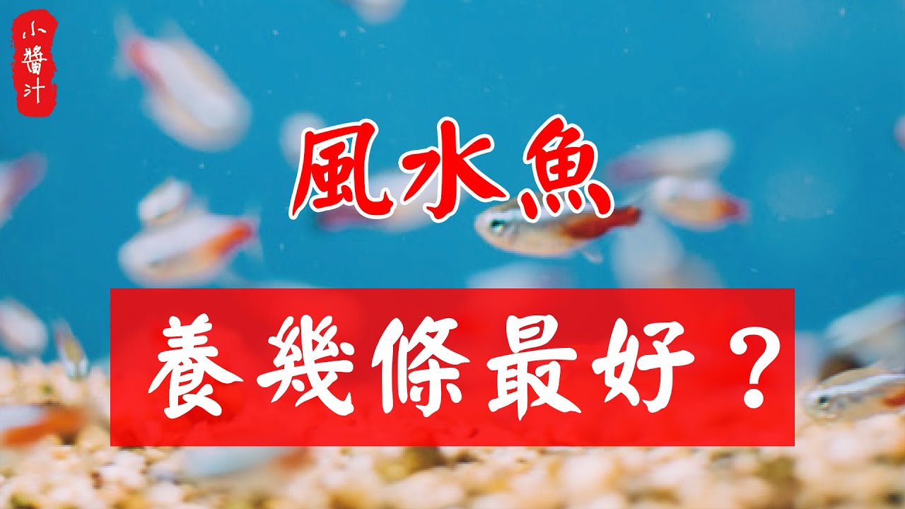 【居家風水】風水魚養幾條最好？80%的人都不知道！#生活小醬汁