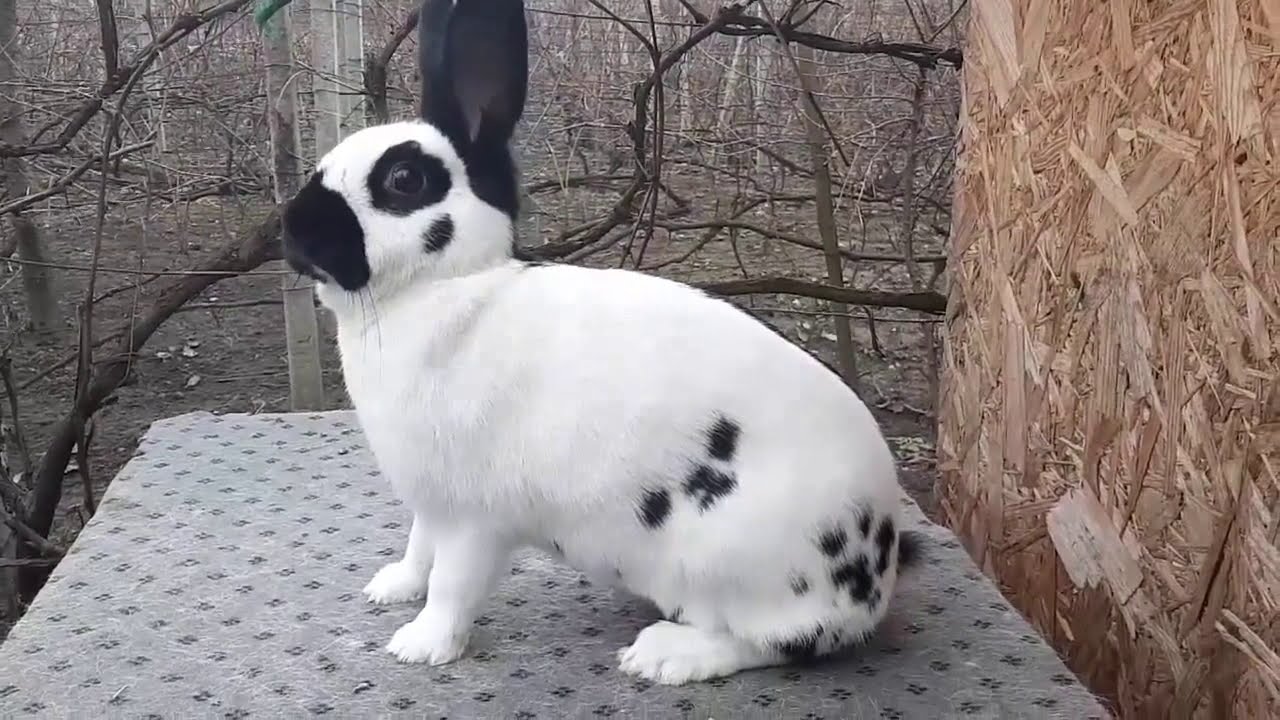 مميزات ومعاير السلالة النقية لأرانب  lapin géant papillon