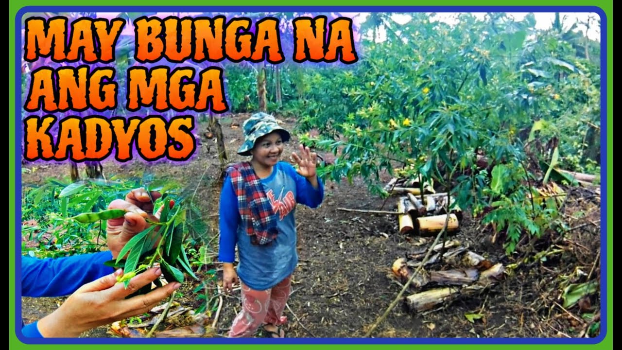 MAY BUNGA NA ANG MGA TANIM NAMING KADYOS SA BUKID | Manugang tv