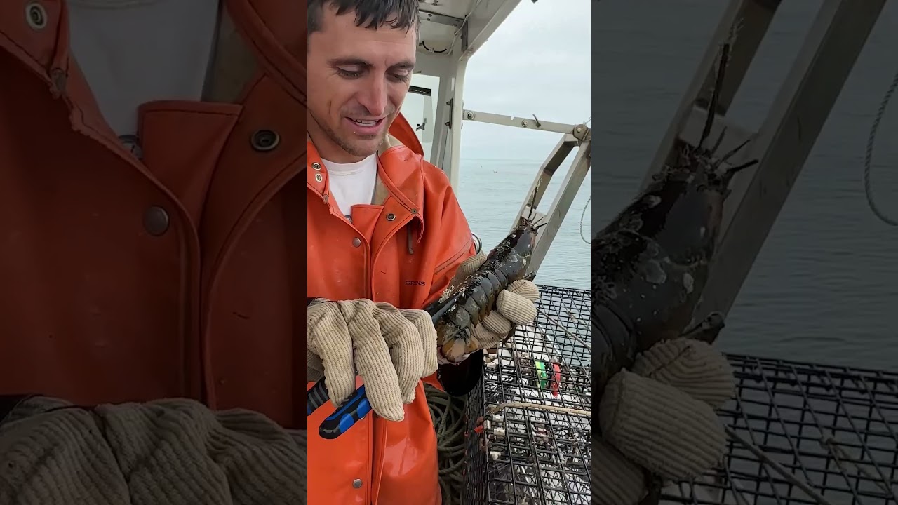 This Lobster's in Trouble!