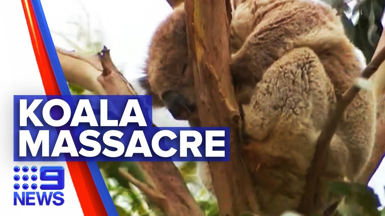 Logging harvest slashes devastating koala population | Nine News Australia