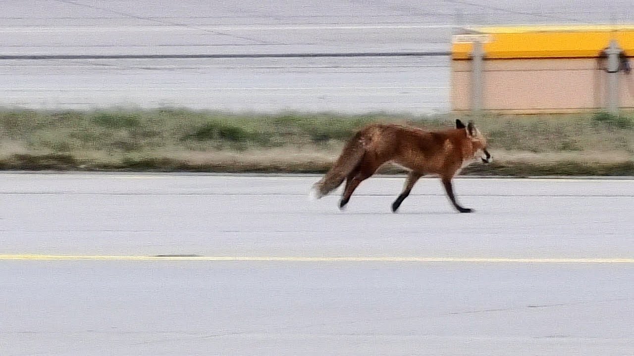 Fuchs Eldorado am Frankfurter Airport | Nützlich oder Gefährlich!