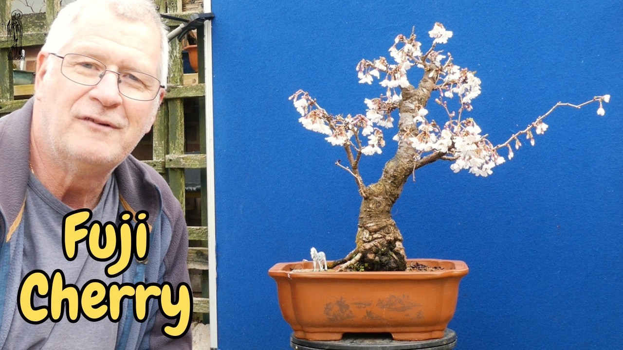 3 Ways to get the BEST from your Fuji Cherry Bonsai