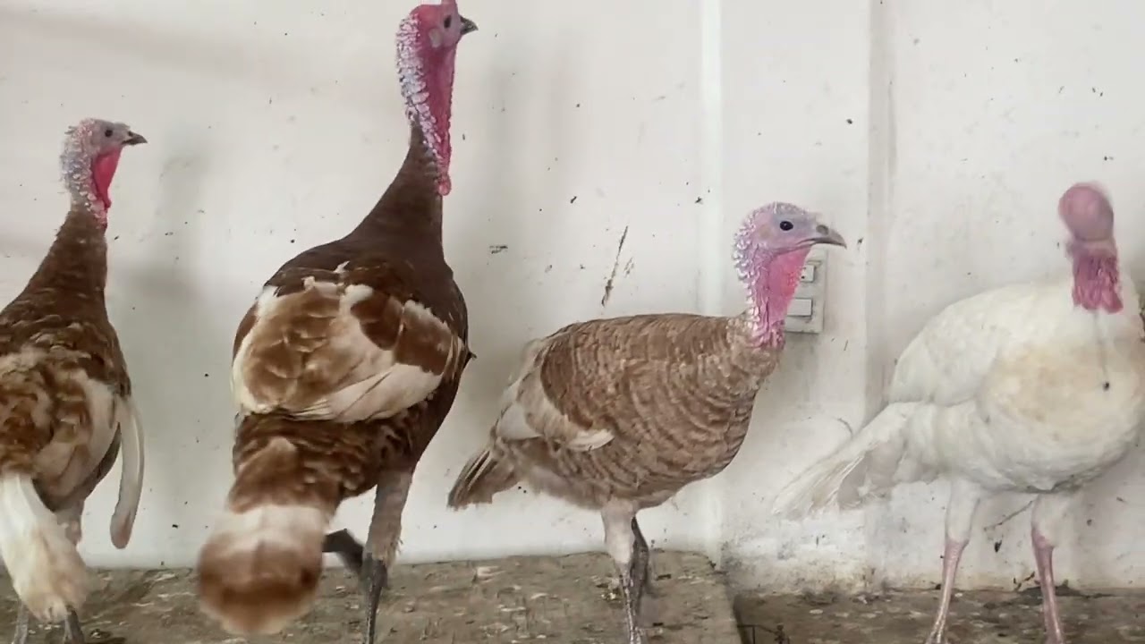 Ya está picando un guajolotito 🐣🦃