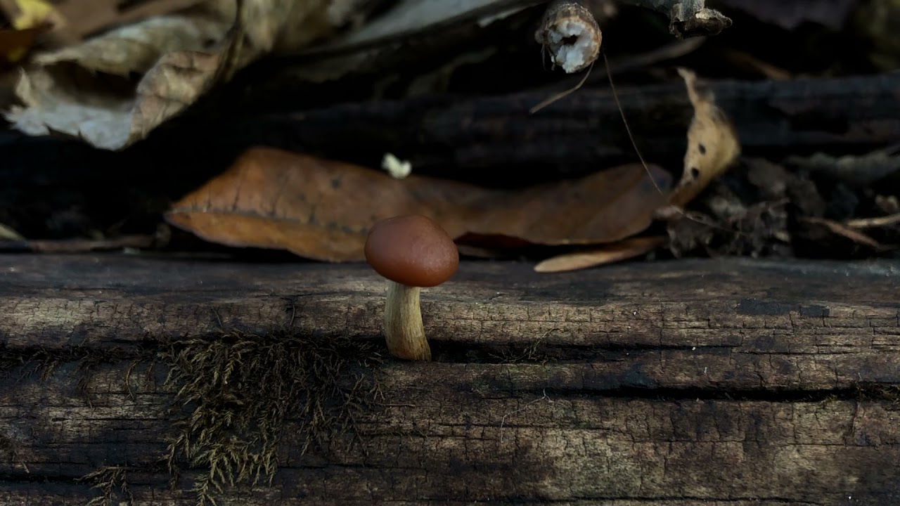 Funeral bell mushroom (Galerina marginata)