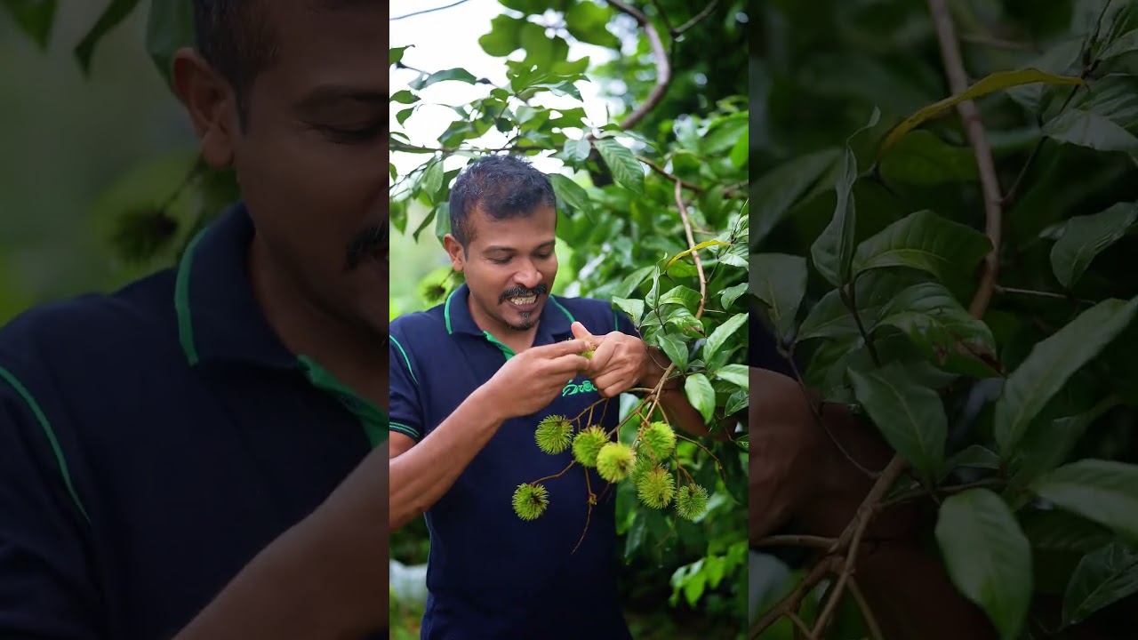 Rambutan