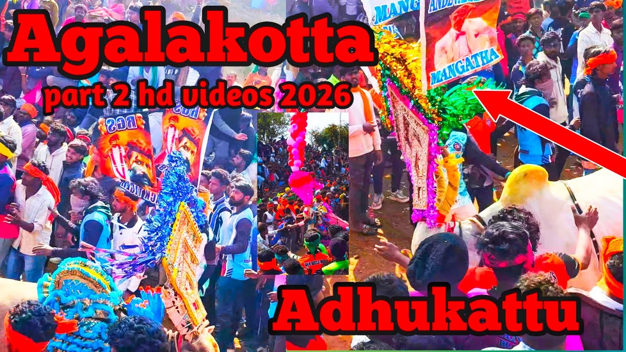 Agalakotta adhukattu 2026 part 2 videos #jallikattu #bull #manjuvirattu 