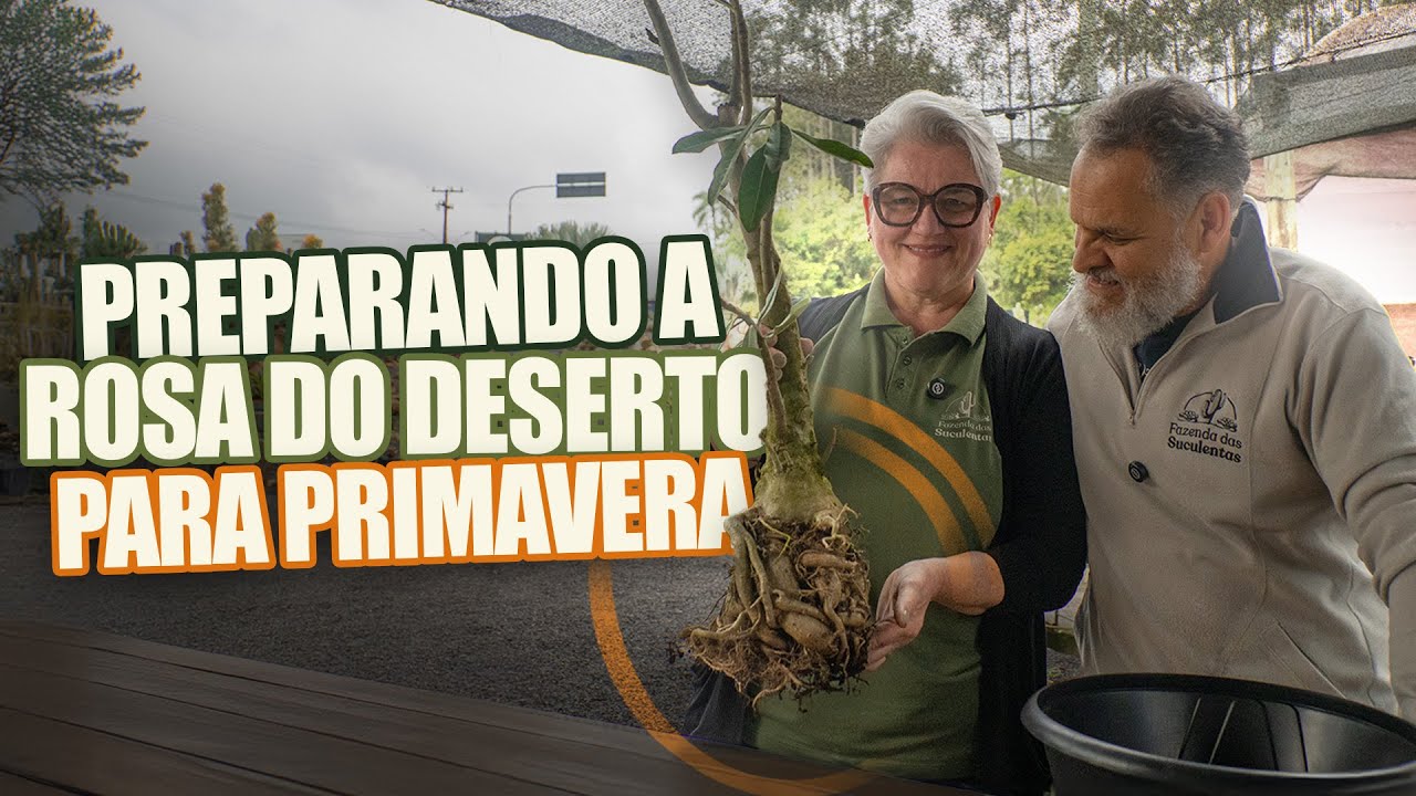 071 | Preparando a Rosa do Deserto para Primavera…