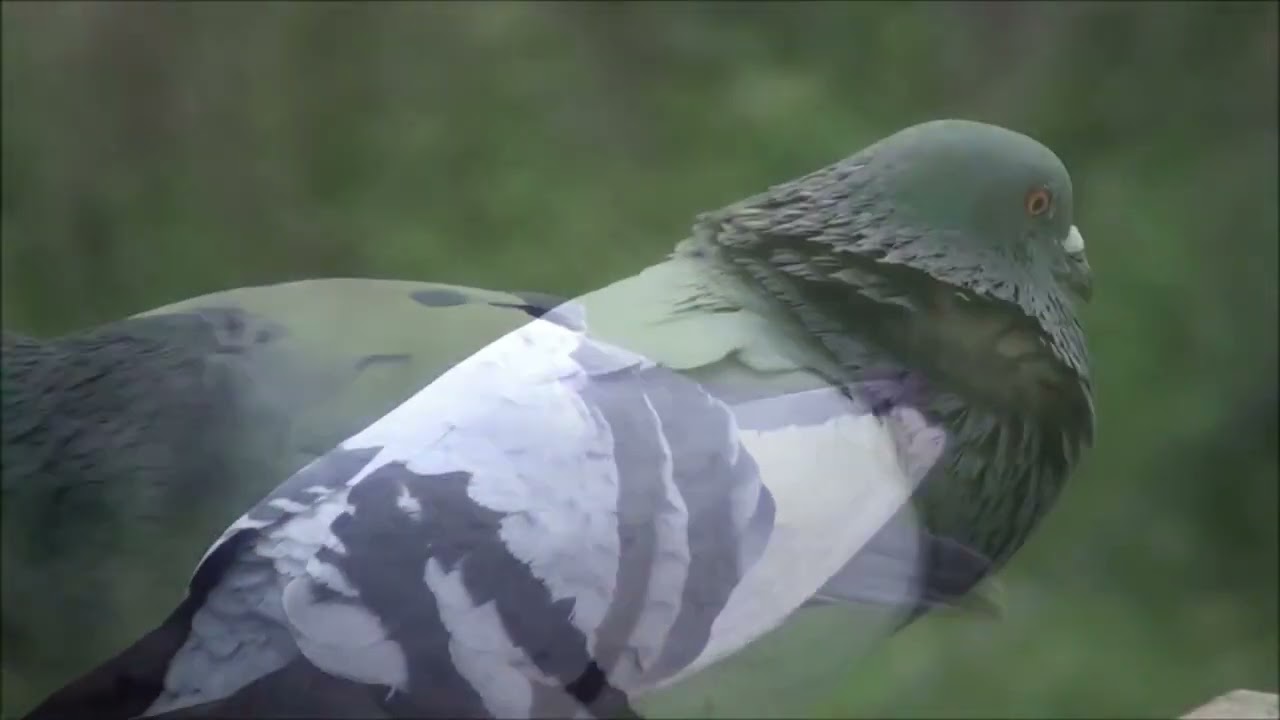 Сизый голубь   Columba livia 2