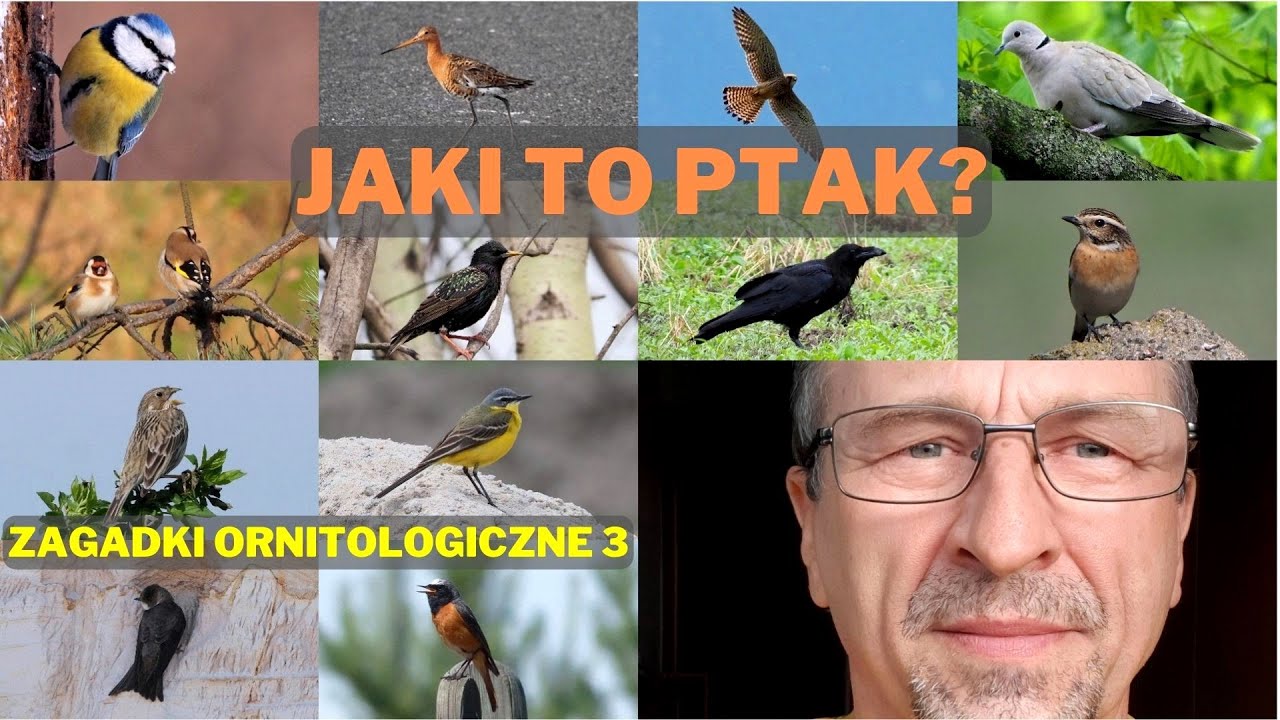 Zagadki ornitologiczne 3. Jaki to ptak?